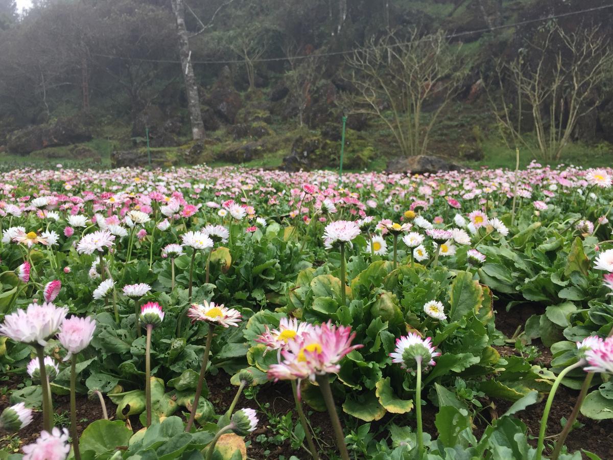 Freedom Homestay & Trekking Sapa Bagian luar foto